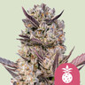 Tropicana Cookies Purple