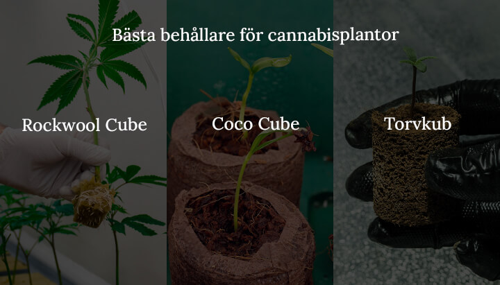 Best continers for cannabis seedling