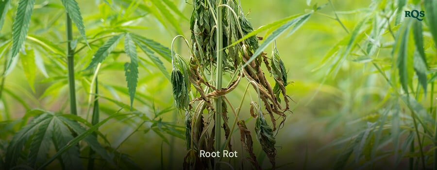 Cannabisväxt som påverkas av rotröta med gulnande och hängande blad, orsakat av övervattning och dålig dränering. Belyser gulnande cannabisblad och gula marihuanasymptom.