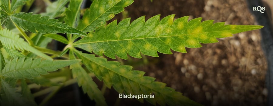 Cannabisblad påverkat av bladmögel (septoria) som visar gula fläckar och missfärgningar från svampinfektion. Exempel på gulnande cannabisblad och gula fläckar på bladen.