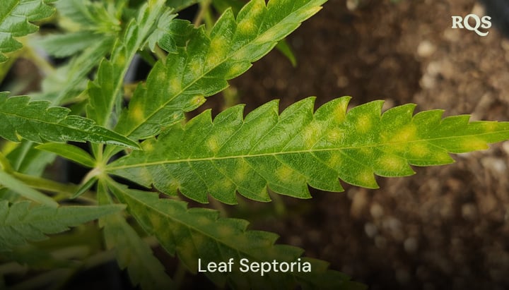 Cannabisblad påverkat av bladmögel (septoria) som visar gula fläckar och missfärgningar från svampinfektion. Exempel på gulnande cannabisblad och gula fläckar på bladen.