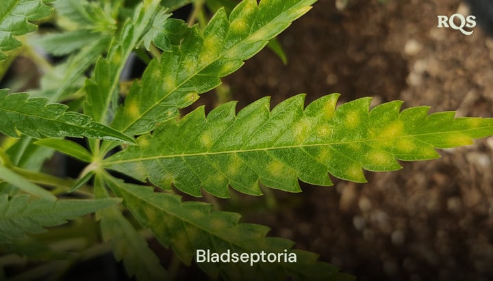 Cannabisblad påverkat av bladmögel (septoria) som visar gula fläckar och missfärgningar från svampinfektion. Exempel på gulnande cannabisblad och gula fläckar på bladen.