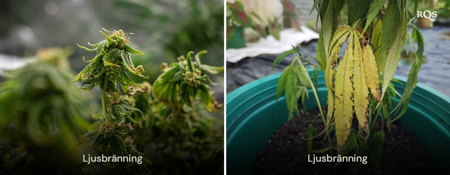 Jämförelse av cannabisblad som visar skador från ljusbränna och ljusbrist, med gula och bruna missfärgningar. Relaterat till gulnande cannabisblad på grund av ljusstress.