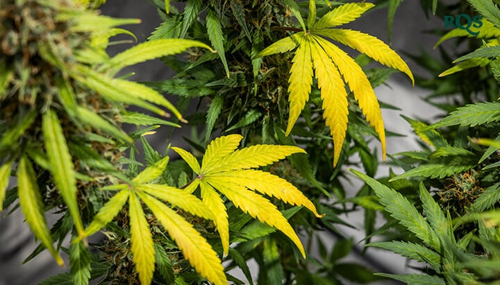 Närbild av cannabisblad som gulnar och visar tidiga tecken på stress eller näringsbrist. Belyser cannabis gulning i olika tillväxtstadier.