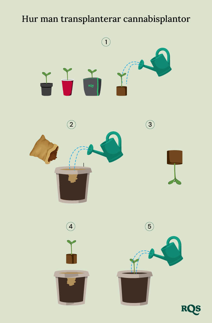 How to transplant cannabis seedling