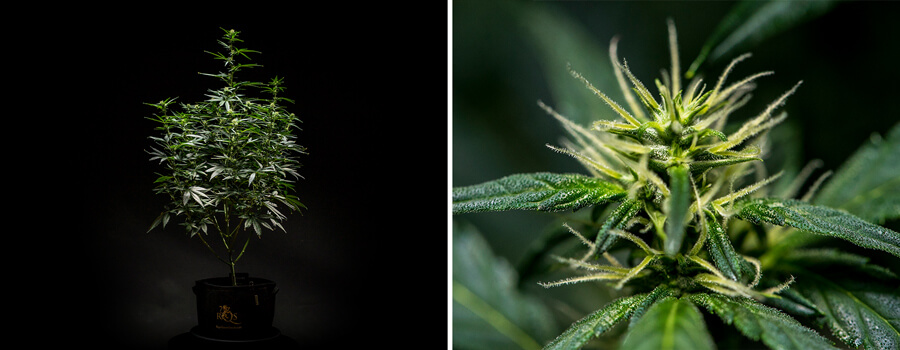 Cannabisplantan Mimosa Auto i vecka 6 av blomning, visar en väl utvecklad struktur med flera grenar och tät lövverk, tillsammans med en närbild av blommor med synliga pistiller och trikomer.