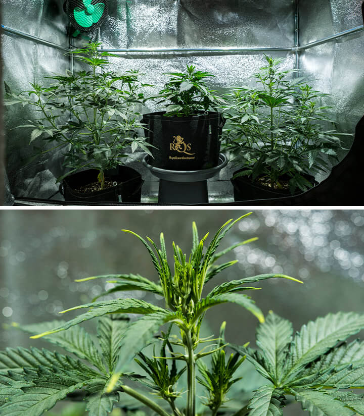 Cannabisplantor Mimosa Auto i den vegetativa fasen, når 55 cm i höjd, visar en frisk krona i ett reflekterande odlingstält, och med förblommor som börjar dyka upp.