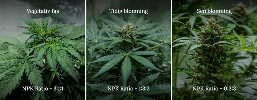 NPK ratio in cannabis