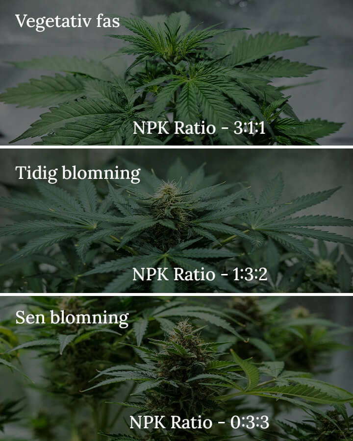 NPK ratio in cannabis