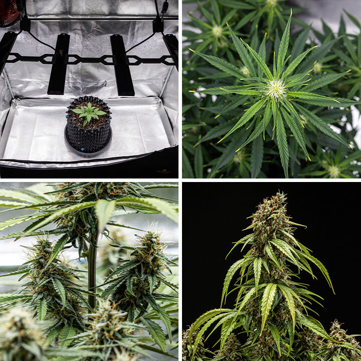 Kollage av växtfaser för Orion F1 Autoflowering cannabisplanta: fröplanta under växtlampa, förgrenade blad, knoppar och mogna blommor redo för skörd.