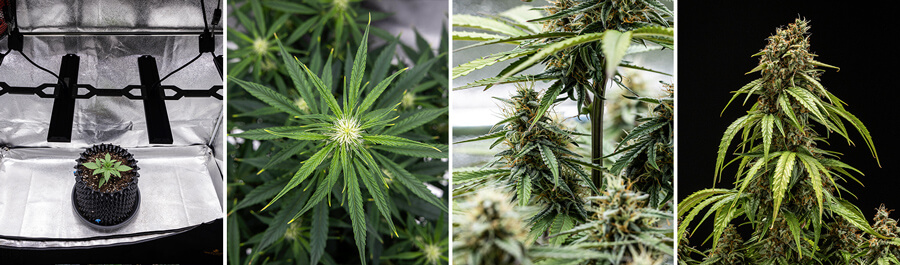 Kollage av växtfaser för Orion F1 Autoflowering cannabisplanta: fröplanta under växtlampa, förgrenade blad, knoppar och mogna blommor redo för skörd.