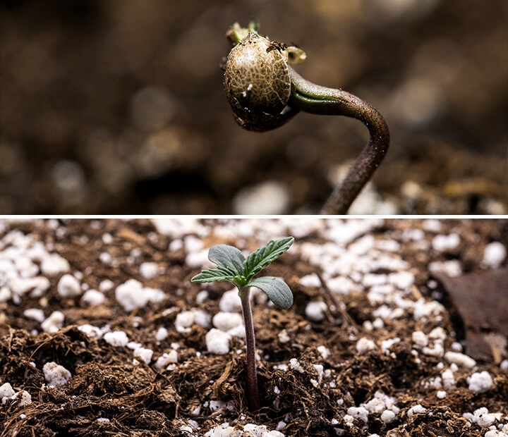 Triptyk av tre bilder som visar cannabisplantans groddstadium: den första bilden visar en närbild på ett cannabisfrö, den andra visar groddningsprocessen med ett frö som spricker upp och en synlig pålrot, och den tredje illustrerar en en vecka gammal cannabisplanta med utvecklade riktiga blad. Denna visuella guide betonar de viktigaste tillväxtstadierna, inklusive imbibition och övergången från frö till planta.