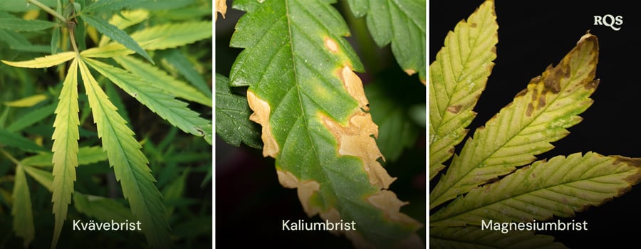 Cannabisblad påverkas av brist på kväve, kalium och magnesium, med tydliga mönster av gulning och brunfärgning. Relaterat till att cannabisväxten gulnar nedifrån och upp och gula spetsar på cannabisbladen.