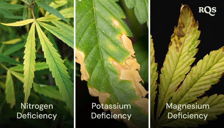 Cannabisblad påverkas av brist på kväve, kalium och magnesium, med tydliga mönster av gulning och brunfärgning. Relaterat till att cannabisväxten gulnar nedifrån och upp och gula spetsar på cannabisbladen.