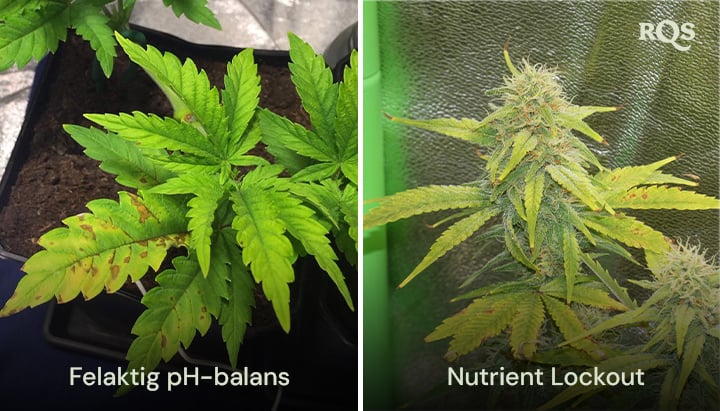 Sida vid sida av cannabisväxter som påverkas av felaktig pH-balans och näringsblockering, med synlig gulning och bruning av bladen. Relaterat till gula cannabisblad och näringsbrist. |