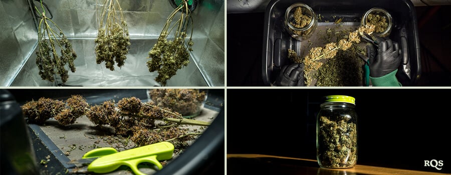 En steg-för-steg-process för att torka och härda cannabisblommor, inklusive upphängning, trimning med sax och förvaring i lufttäta burkar för optimal hållbarhet.