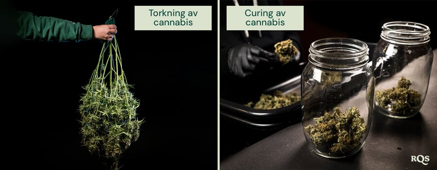 Jämförelse av torknings- och härdningsprocesserna för cannabis: till vänster, nyss skördade cannabisplantor redo att hängas för torkning; till höger, trimmade knoppar placeras i glasburkar för korrekt härdning och lagring.