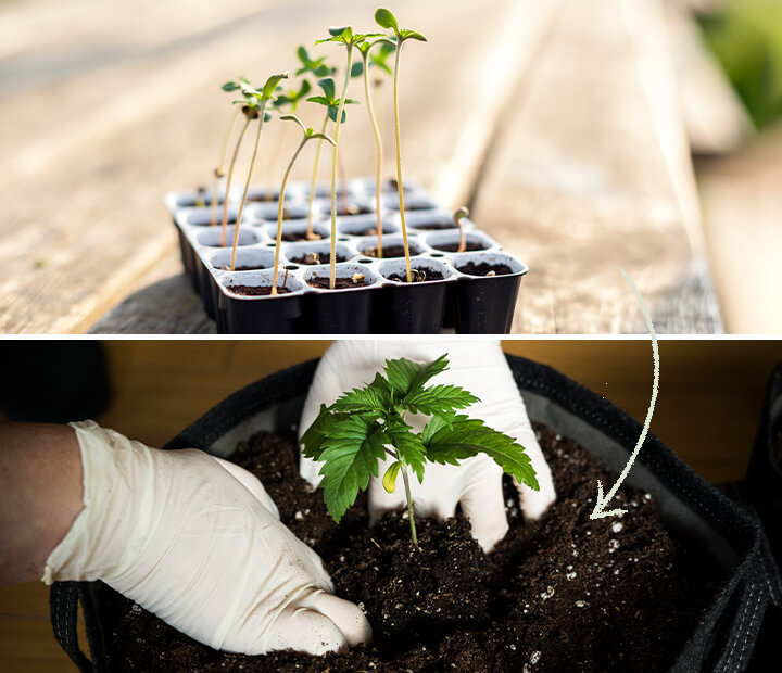 En visning av Easy Start-groningskrukor designade för feminiserade cannabisfrön av RQS, med betoning på deras roll i att stödja hälsosam planttillväxt och vikten av att transplantera i rätt tid.