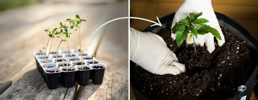 En visning av Easy Start-groningskrukor designade för feminiserade cannabisfrön av RQS, med betoning på deras roll i att stödja hälsosam planttillväxt och vikten av att transplantera i rätt tid.