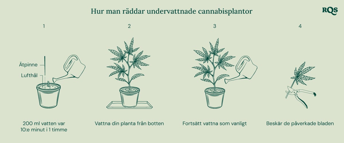 How to fix underwatered cannabis