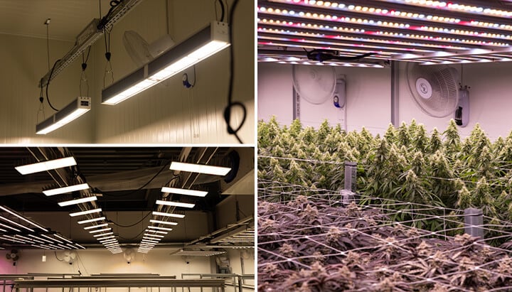 Cannabis Lighting