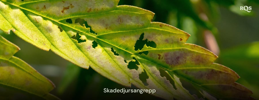 Cannabisblad skadat av skadedjur med hål och missfärgningar orsakade av angrepp. Relaterat till gula fläckar på cannabisblad och gulning relaterat till skadedjur.