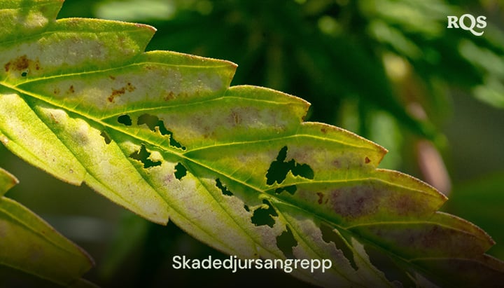 Cannabisblad skadat av skadedjur med hål och missfärgningar orsakade av angrepp. Relaterat till gula fläckar på cannabisblad och gulning relaterat till skadedjur.