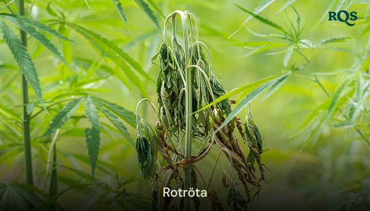 Cannabisväxt som påverkas av rotröta med gulnande och hängande blad, orsakat av övervattning och dålig dränering. Belyser gulnande cannabisblad och gula marihuanasymptom.