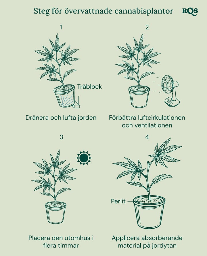 How to fix overwatered cannabis