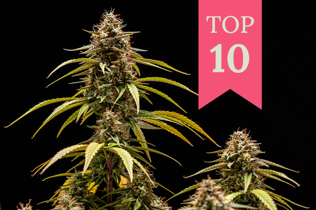 Närbild på en cannabisplanta med ett rosa band som säger "TOP 10".