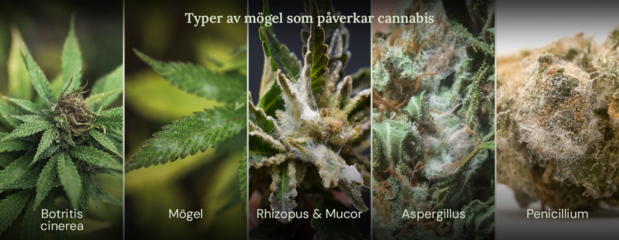 Ett kollage av bilder som visar olika typer av mögel som kan påverka cannabisplantor. De visade mögeltyperna är Botrytis cinerea, mjöldagg, Rhizopus och Mucor, Aspergillus och Penicillium.