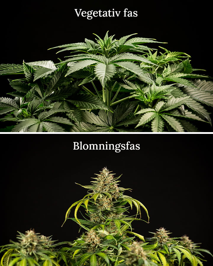 Veg vs flowering