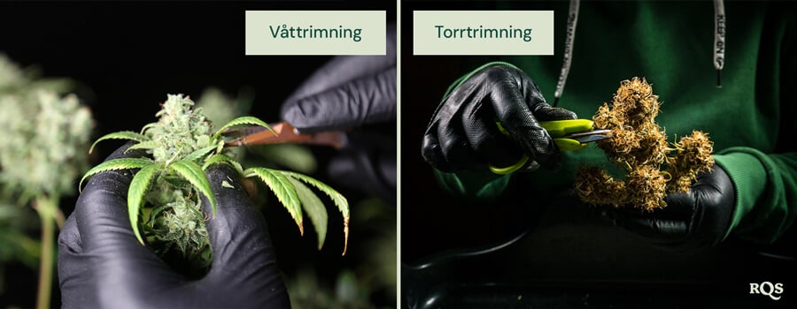 Jämförelse mellan våt och torr beskärning av cannabis. Till vänster utförs våt beskärning direkt efter skörd, vilket underlättar borttagning av blad. Till höger utförs torr beskärning efter torkning för att förbättra härdningen och bevarandet av terpener.