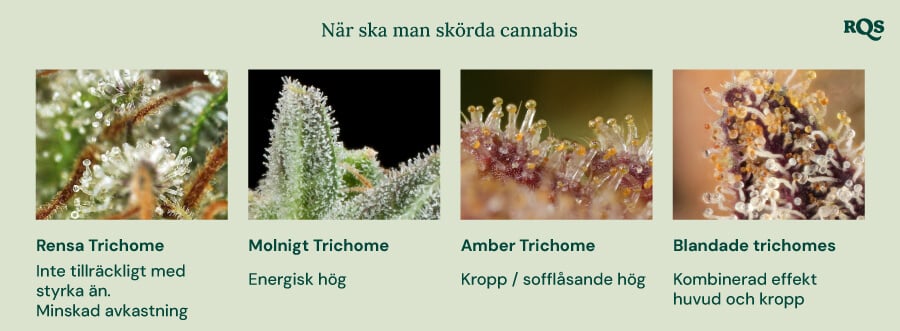 En visuell guide till skörd av cannabis baserat på färgen på trikomerna. Den visar fyra stadier: klara trikomer (inte tillräckligt potenta), molniga trikomer (energisk effekt), bärnstenfärgade trikomer (kroppslig/lugnande effekt) och blandade trikomer (balanserad huvud- och kroppseffekt).