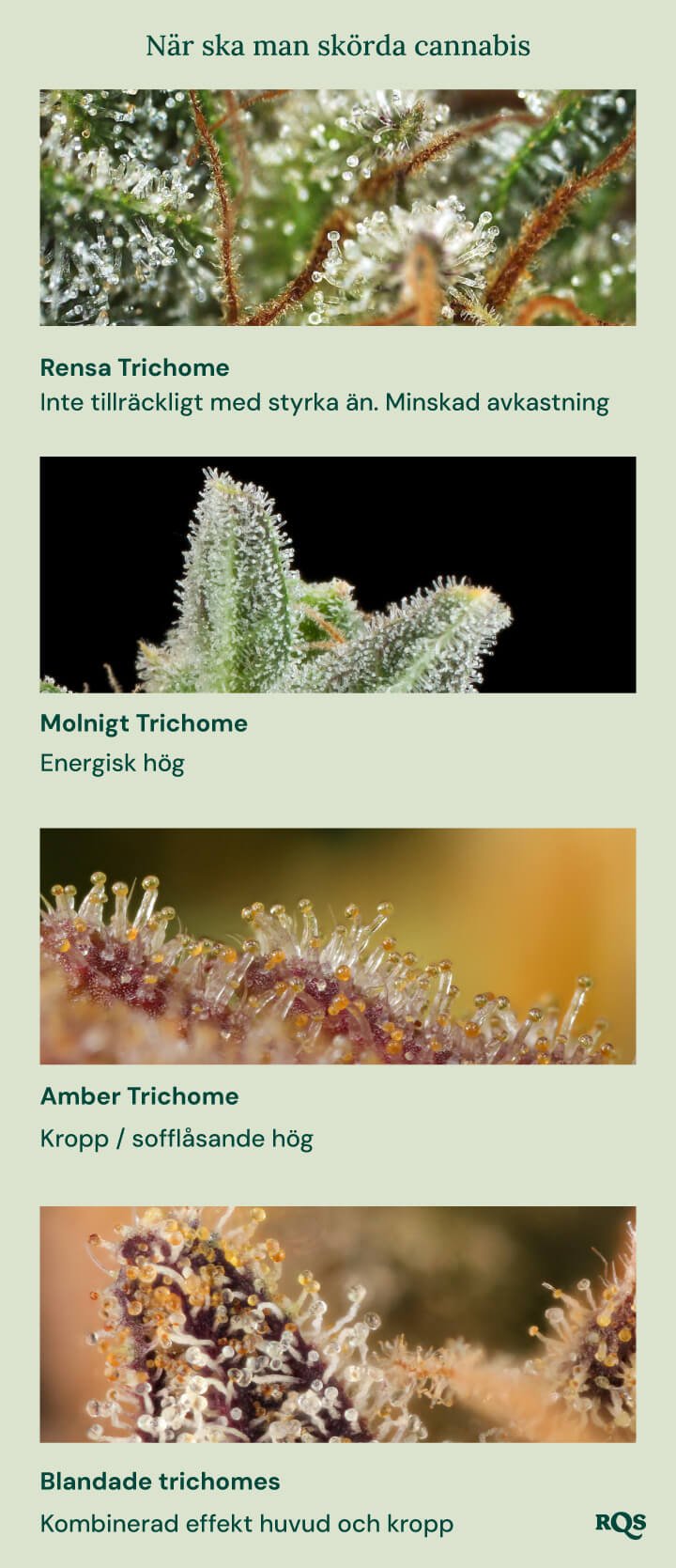 En visuell guide till skörd av cannabis baserat på färgen på trikomerna. Den visar fyra stadier: klara trikomer (inte tillräckligt potenta), molniga trikomer (energisk effekt), bärnstenfärgade trikomer (kroppslig/lugnande effekt) och blandade trikomer (balanserad huvud- och kroppseffekt).