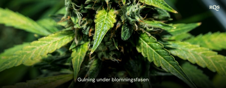 Närbild av cannabisblad som gulnar under blomningsfasen och visar tecken på åldrande eller potentiell näringsbrist. Relaterat till gulnande huvudblad under blomningen.