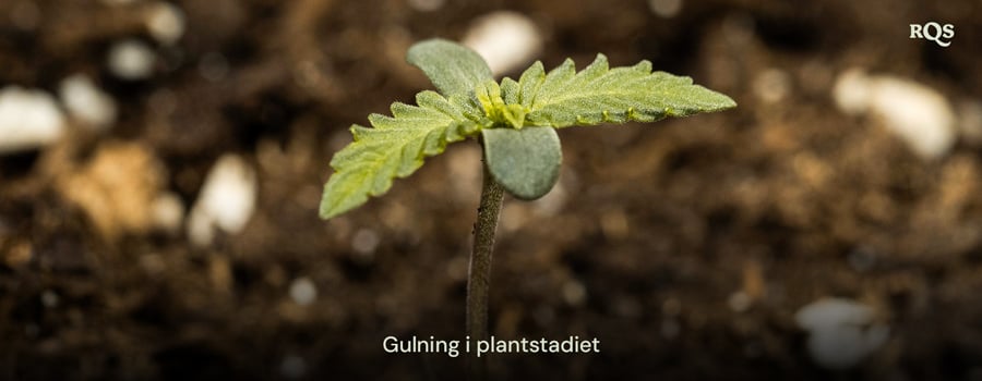 Cannabisplanta med gulnande blad, som indikerar tidiga näringsobalanser eller övervattning. Exempel på gulnande cannabisplantor och gulnande huvudblad under tidig tillväxt.