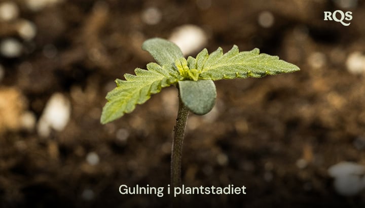 Cannabisplanta med gulnande blad, som indikerar tidiga näringsobalanser eller övervattning. Exempel på gulnande cannabisplantor och gulnande huvudblad under tidig tillväxt.