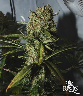 Critical Critical